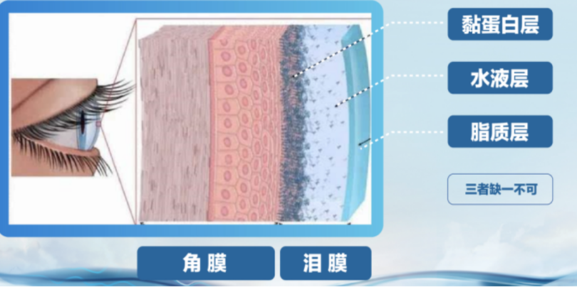 泪膜.png